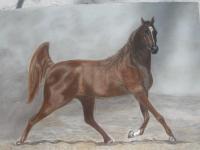 Horses - Joaquin - Pastel Oleo
